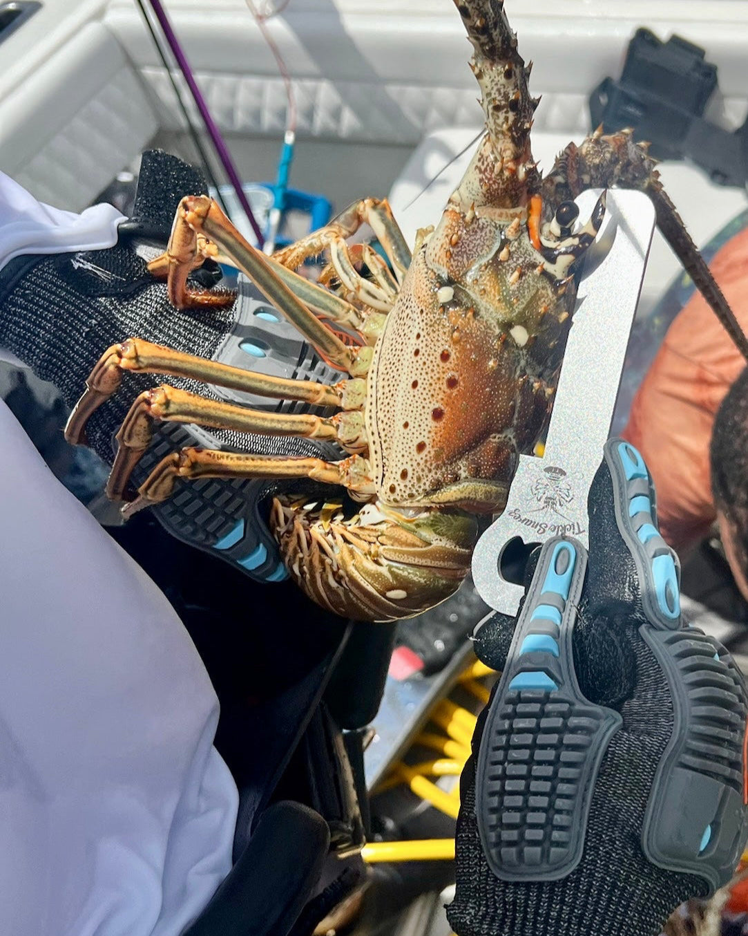 Lobster Measuring Gauge + Bottle Opener