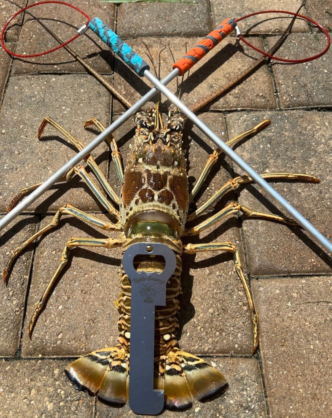 Lobster Measuring Gauge + Bottle Opener